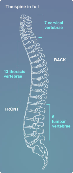 Line drawing of spinal column